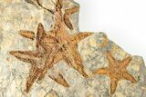 Cluster Of Fossil Starfish (Petraster?) - El Kaid Rami, Morocco #193733-1